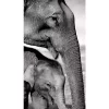 Top 10 🔥 New View Indian Elephants 11x35.5 🔥 -Champion® Sales Store Belk 2688
